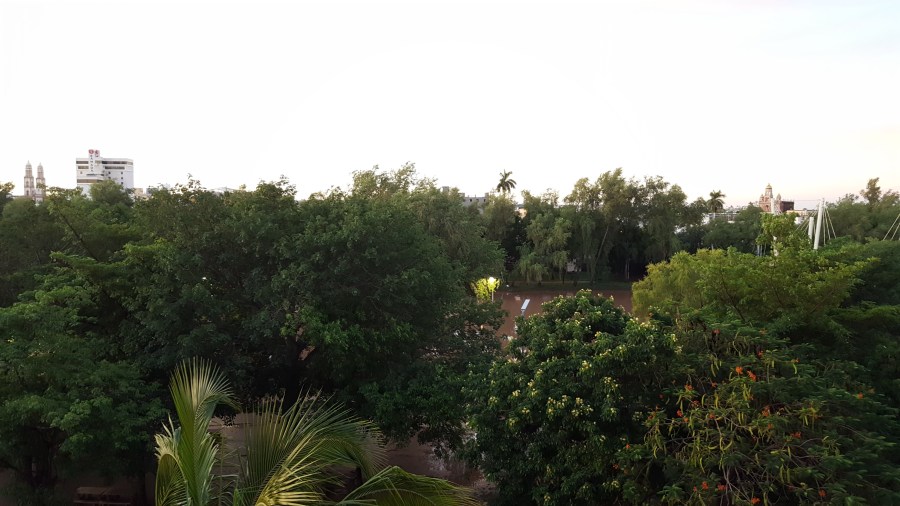 A picture of a flood, a very bad flood, although you cannot see much through the trees.